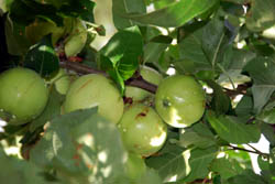 Apples