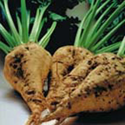 Sugar Beet