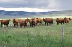 Fenced cattle
