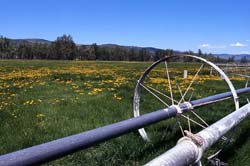 Irrigation