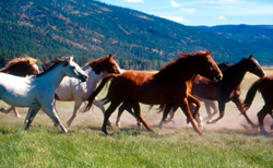 Horses