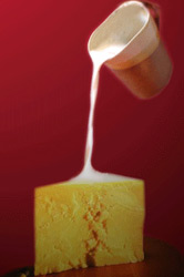 Cheese