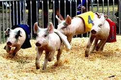 Pigs