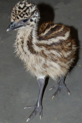 Baby Emu, Louisville Zoo