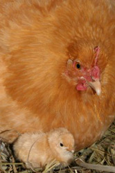 Mother hen and baby chick, quakerfarm.com