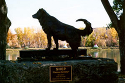Shep