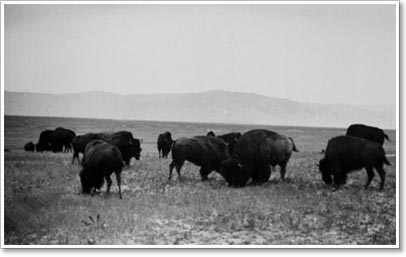 Bison Property of the Montana Historical Society Photograph Archives. Material may be protected by copyright law (Title 17 U.S. Code). Bison Property of the Montana Historical Society Photograph Archives. Material may be protected by copyright law (Title 17 U.S. Code).