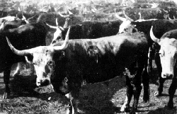 Cattle