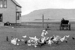 Chickens