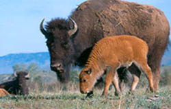 Buffalo and calf