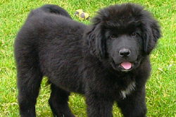 A Newfoundland puppy A Newfoundland puppy