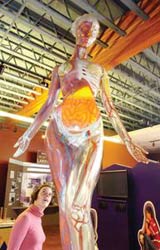 A human body at ExplorationWorks, Helena