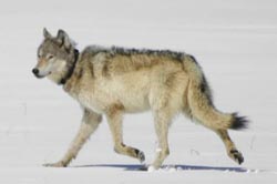 Running wolf