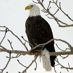 Bald eagle, photo provided courtesy of Jaime and Lisa Johnson