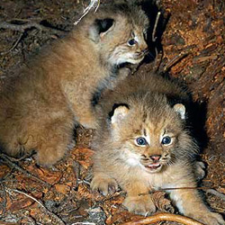 Two lynx cubs