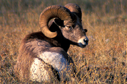 Young Bighorn Sheep