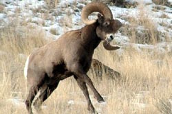 Rearing bighorn sheep