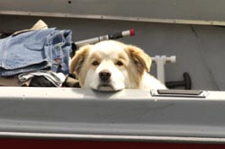 Dog in fishing boat
