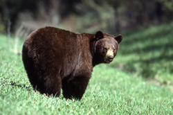 Bear in the Bob Marshall Wilderness