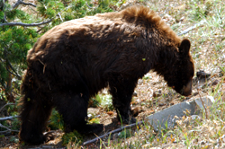 Grizzly bear rummaging in the brush.