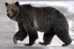Grizzly bear crossing a road.