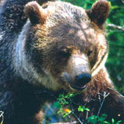 Close up image of a grizzly bear's large head.