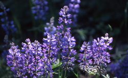 an image of a flowering lupine plant.