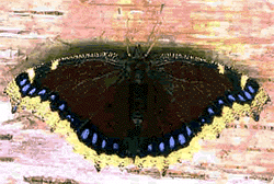 Mourning Cloak