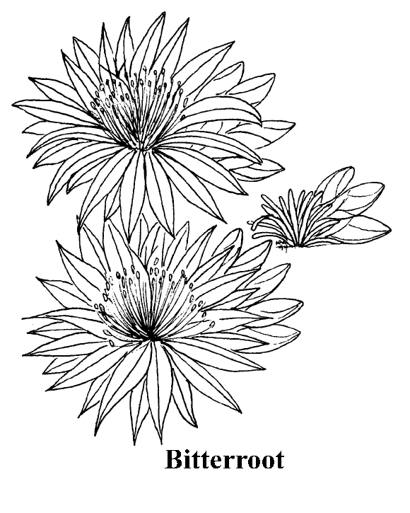 Bitterroot