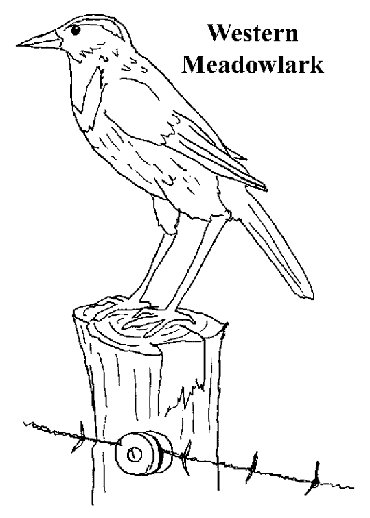 Meadowlark