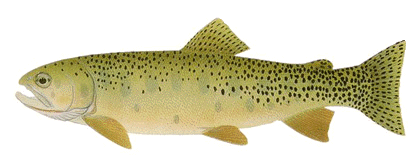 Blackspotted Cutthroat Trout