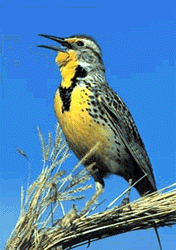 Meadowlark