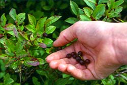A close up image of a hand picking huckleberries from a bush.