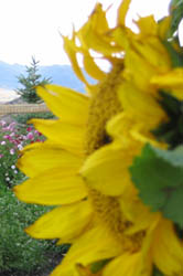 A close up image of Sunflowers.