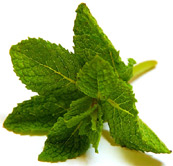Mint leaves.