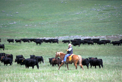 Wrangling cattle