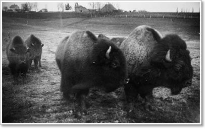 Bison. Property of the Montana Historical Society Photograph Archives.