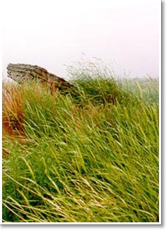 Prairie grass.