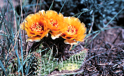 an image of a Prickly Pear.