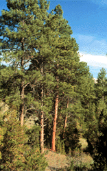 an image of a Ponderosa Pine.