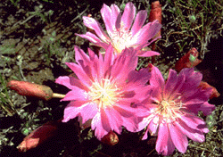 an image of a flowering lupine plant..
