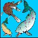 Montana Fish
