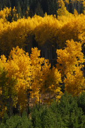 Golden colored fall trees.