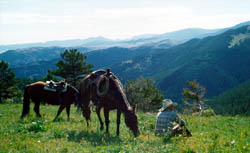 Two horses grazing with cowboy sitting nearby.