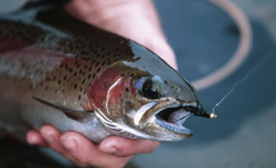 Blackspotted Cutthroat Trout