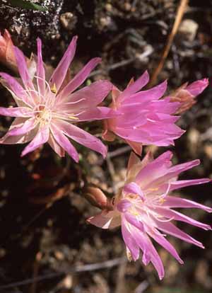 Bitterroot flower