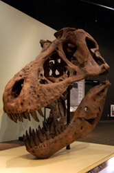 T-rex Skull.