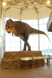 an image of a Tyrannosaurus Rex.