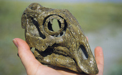 Dino Skull at Old Trail Museum