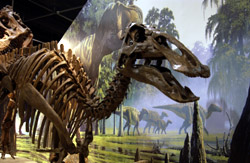 Maiasaura